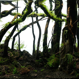 ada 45p forest scape nigel day 25