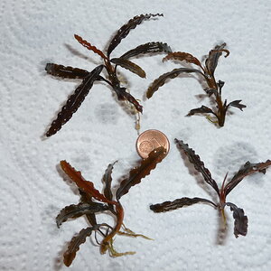 Bucephalandra catharinae red (4)