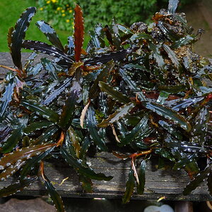 Bucephalandra catharinae red (8)