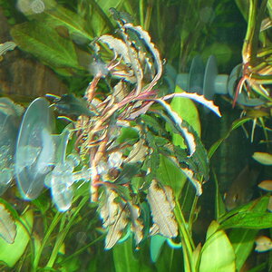 Bucephalandra Kedagang