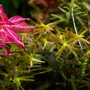 - Rotala -sp. Hongkong