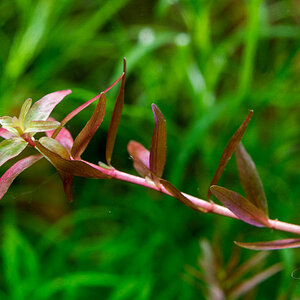 - Rotala -sp. Myanmar