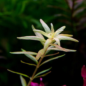 - Rotala sp. Loung Namta Laos