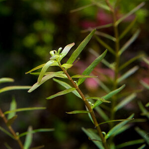 - Rotala -Indonesia