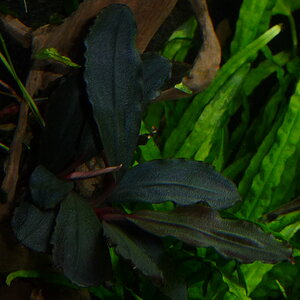 Bucephalandra Brownie Brown (3)