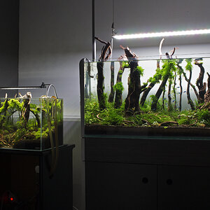 ada 45p and 80 cm forests