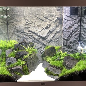 Aquascape Lido120 Einlaufphase