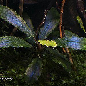 bucephalandra kedagang mini