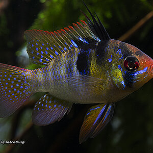 Mikrogeophagus ramirezi