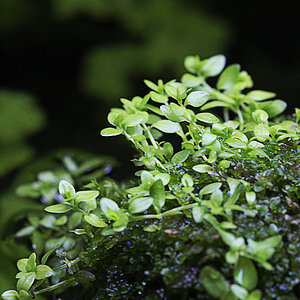 pearlweed in weeping moss 3