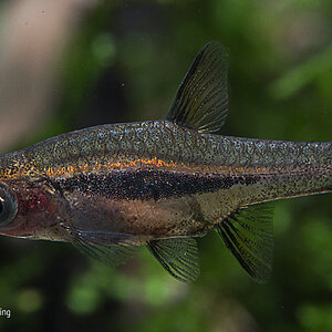 boraras uropthalmoides by nigel