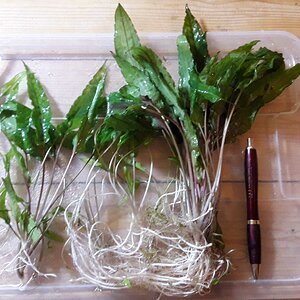 Cryptocoryne walkeri