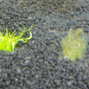 20180708 Utricularia graminifolia - neu und alt