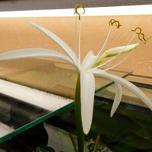 crinum calamistratum 002 (800x598)