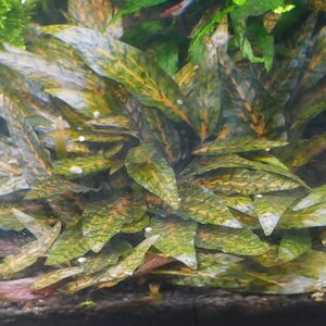 cryptocoryne nurii luminous green