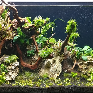 Aquascape