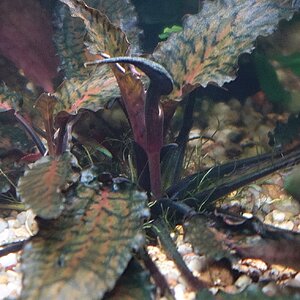 Cryptocoryne nurii raubensis Blüte-002