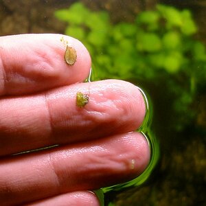 Bacopa Australis Blätter