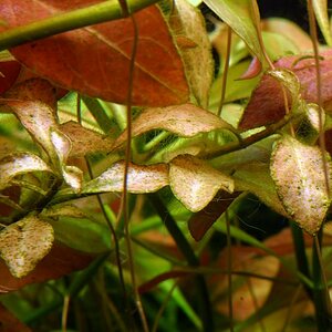 Ludwigia