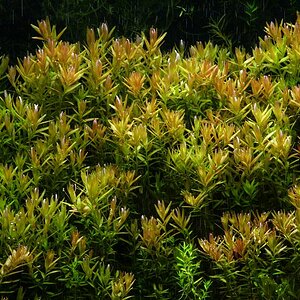 Rotala