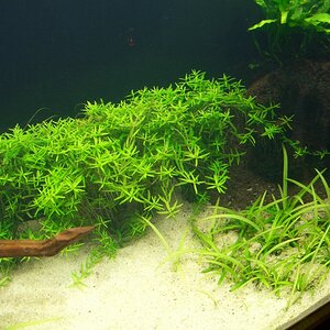 Rotala