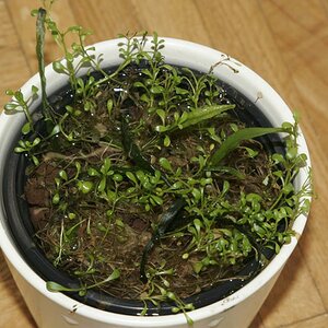 Glossostigma-emers-003-klei