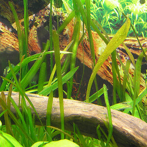 Sagittaria & Vallisneria