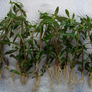 Limnophila Aromatica 02