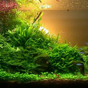 Ada60 - Tag Xx