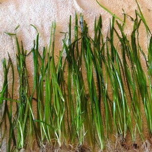 Vallisneria Nana, 30-50cm, 23st.