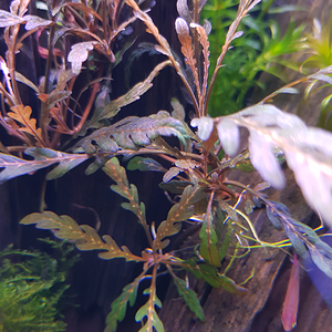 hygrophila pinnatifida