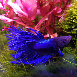 Betta splendens