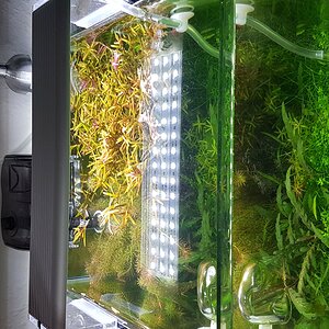 aquascape-20l-2