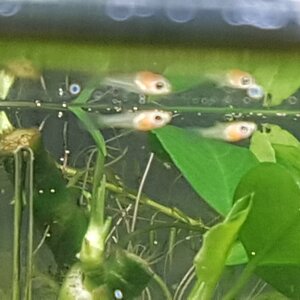 Jungguppys