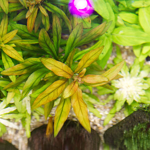 Ludwigia_Polycarpa-Draufsicht.jpg