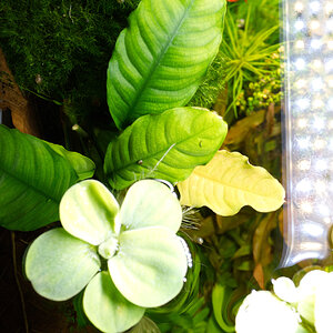 Anubias_barteri_var_coffeifolia.jpg