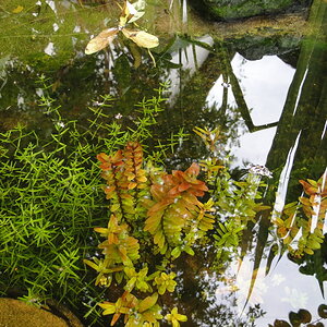 FG Crassula helmsii & Rotala rotundifolia colorata.JPG