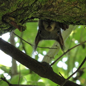 HGT Spion im Pflaumenbaum.JPG