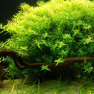 Rotala