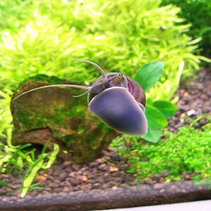 applesnail