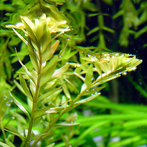 08.06.08rotala Rotundifolia2