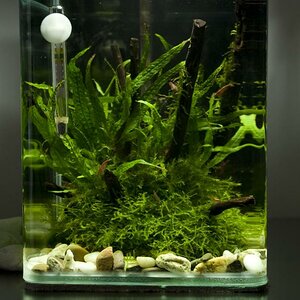 Aquatic Nature Coocoon  1 (10l)