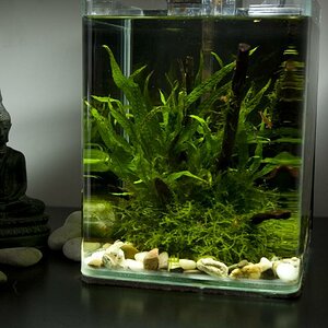 Aquatic Nature Coocoon  1 (10l)