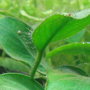 080715 Anubias Mit Algen