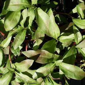 Polygonum Spec. Singapur