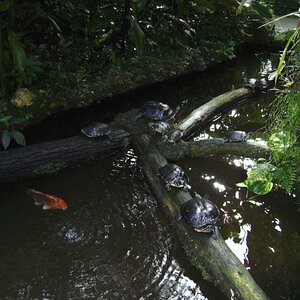 Schildkrötenkolonie