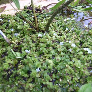 Bacopa Australis