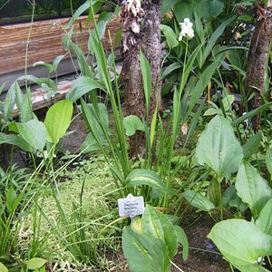 Sagittaria Lancifolia