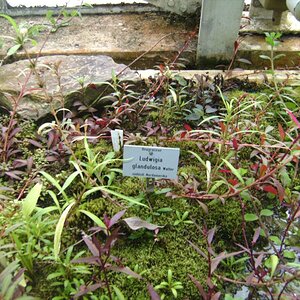 Ludwigia Glandulosa