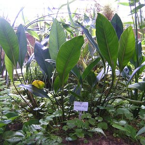 Anubias Afzelii